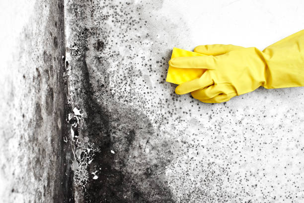 Mold Remediation for Rental Properties in Conway, PA
